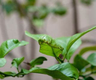 Lemon tree leaves curling