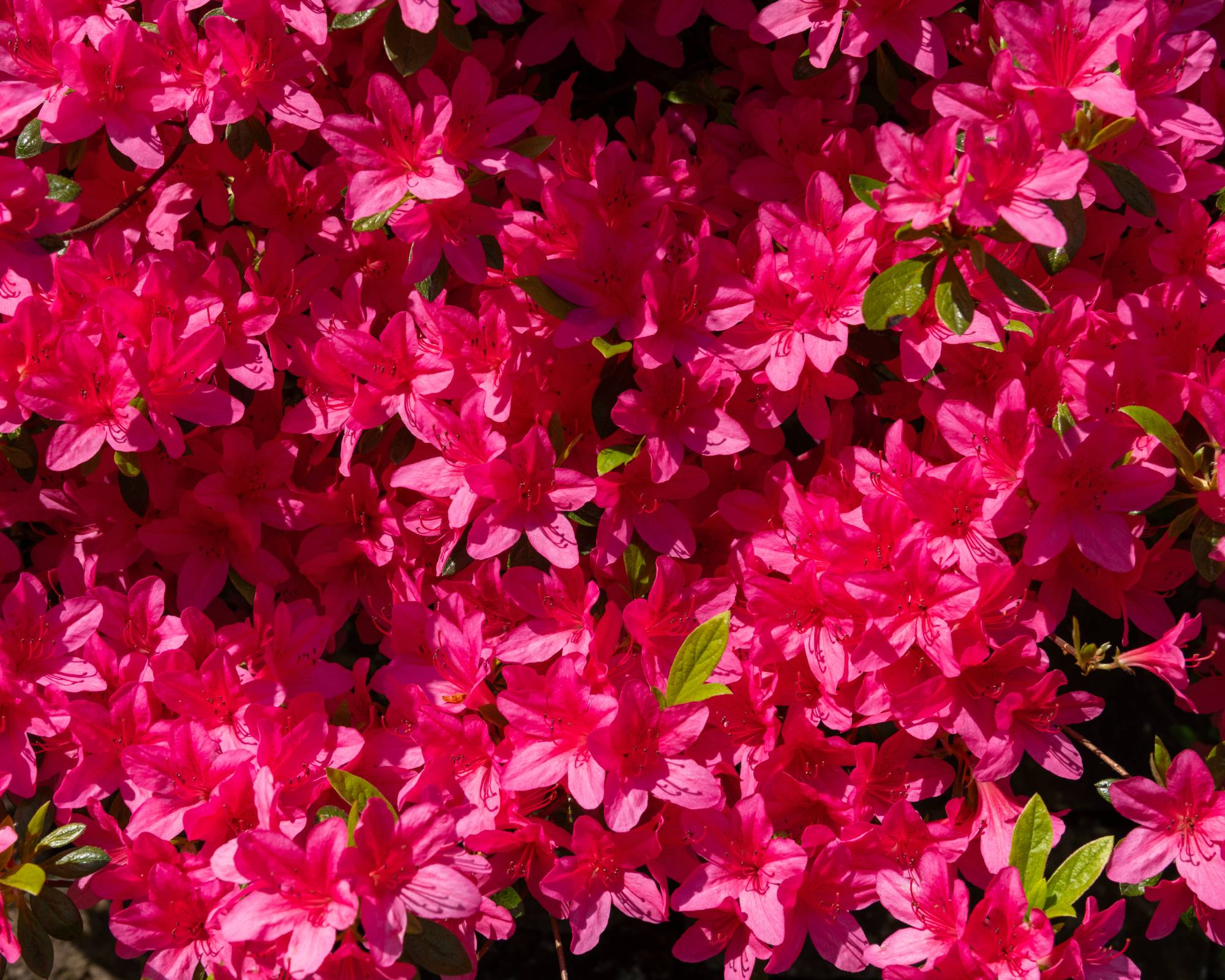 Dark pink azalea blooms