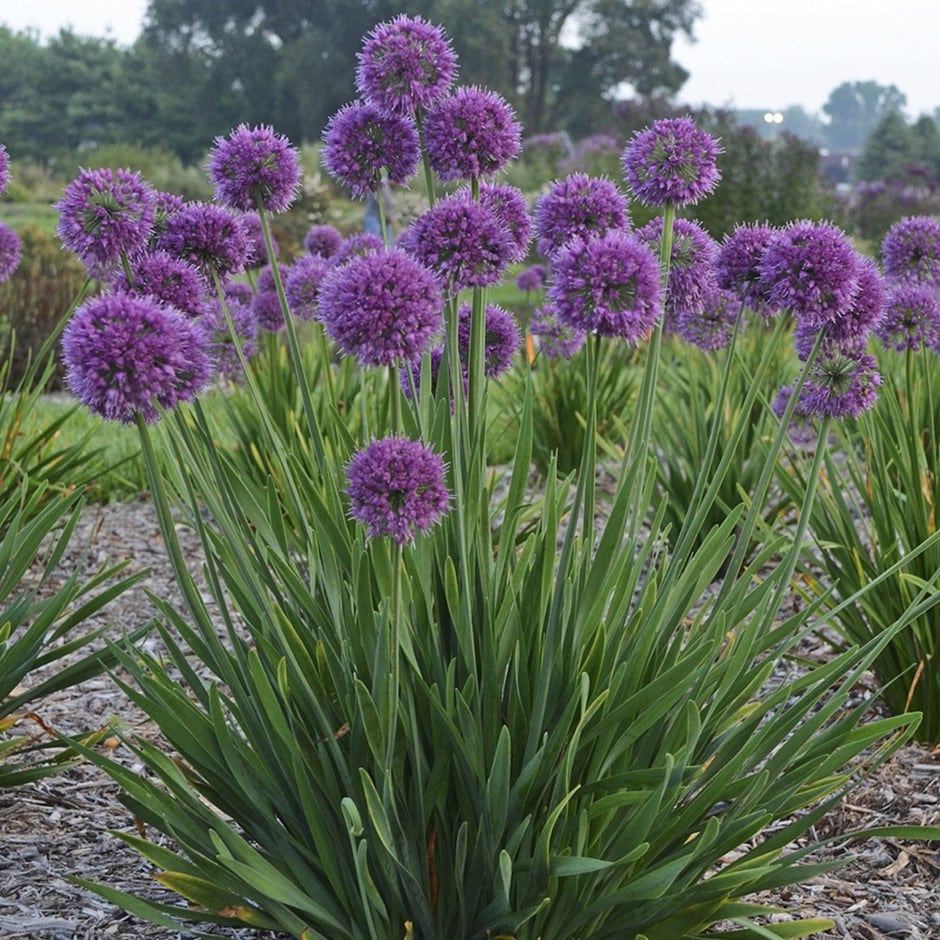 Allium 'lavender Bubbles'