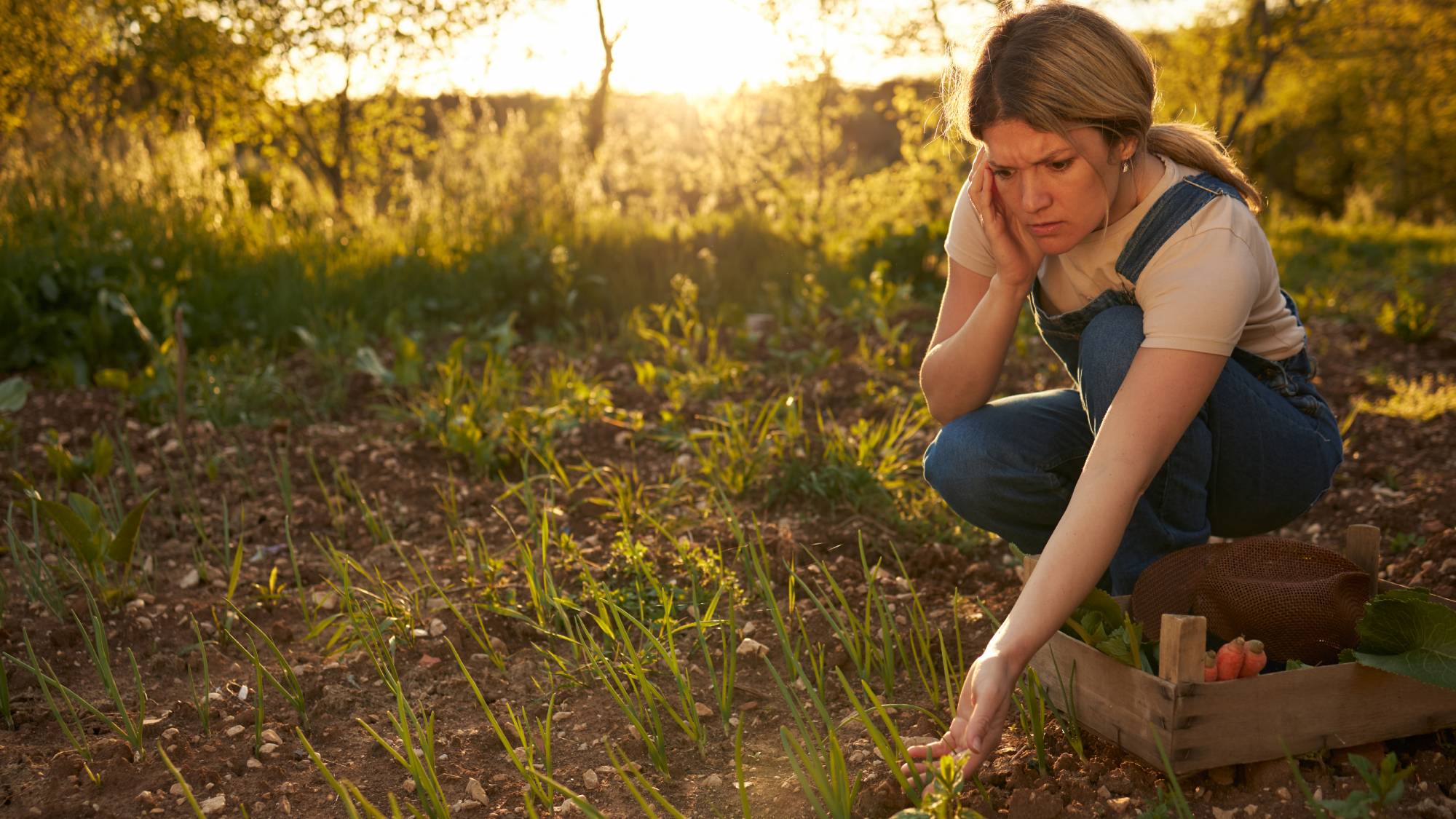 A worried looking woman crouches next to seedlings in a garden