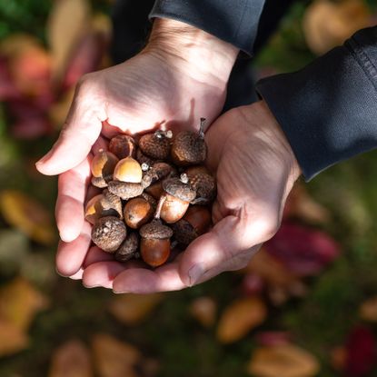 Woman holding acorns in her hands