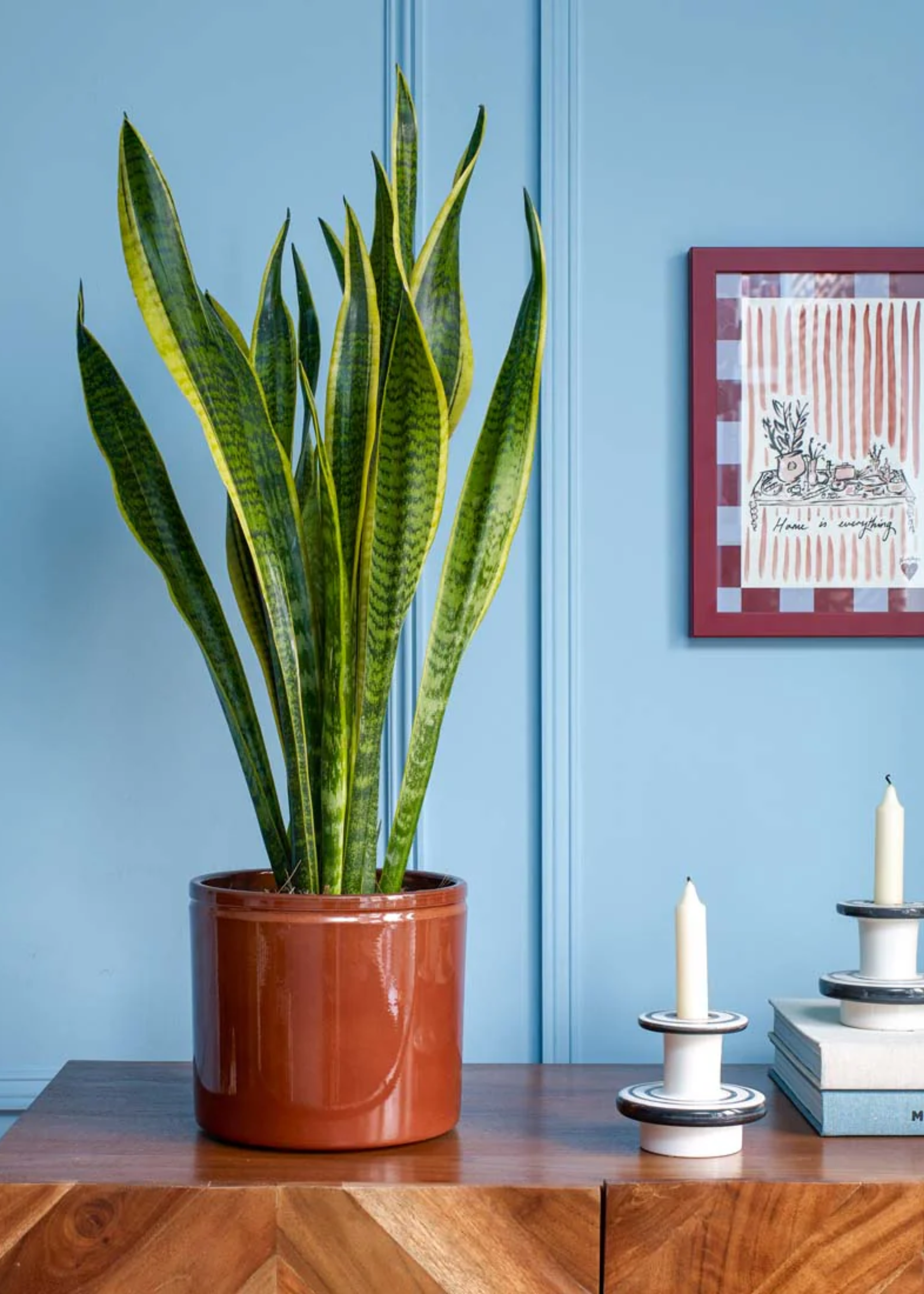 A potted snake plant on a wooden credenza in a blue room