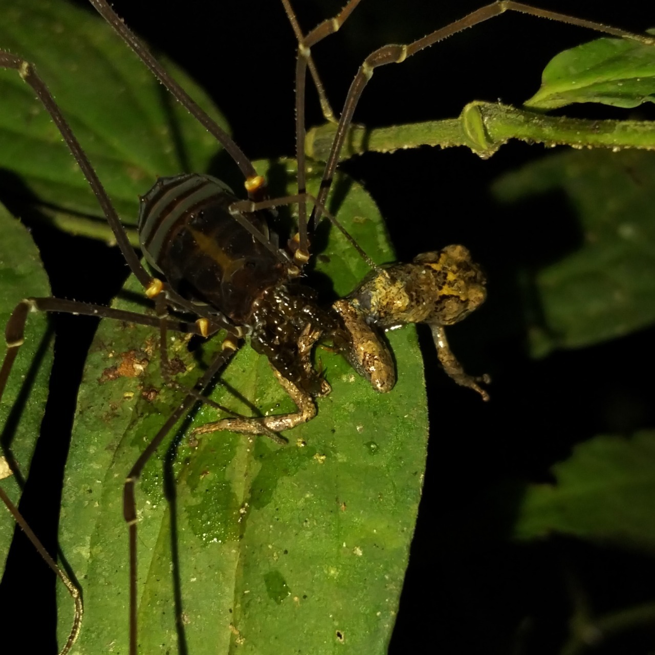 A close up image of a black spider with long spindly legs devouring a small brown frog sitting on a large green leaf.