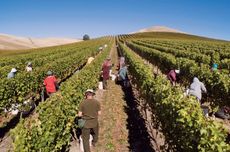 Hand-Harvest---Greywacke&rsquo;s-2013-Sauvignon-Blanc