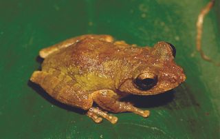 A golden-eyed tree frog, Kurixalus wangi, found in Taiwan.