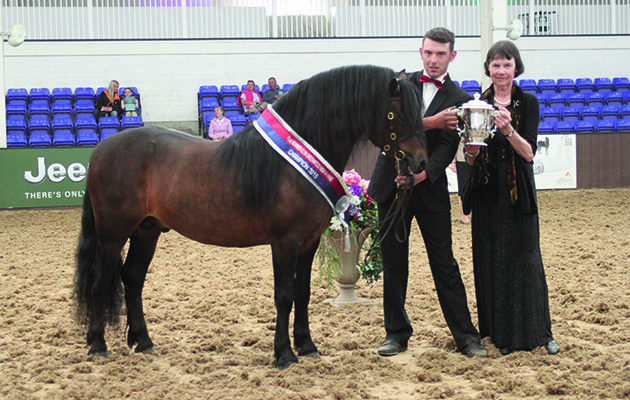 Ponies UK
