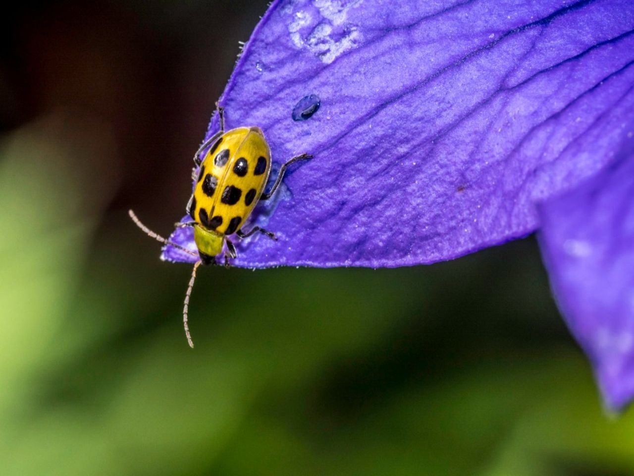 Yellow Cucumber Bettle On Purple Leaf