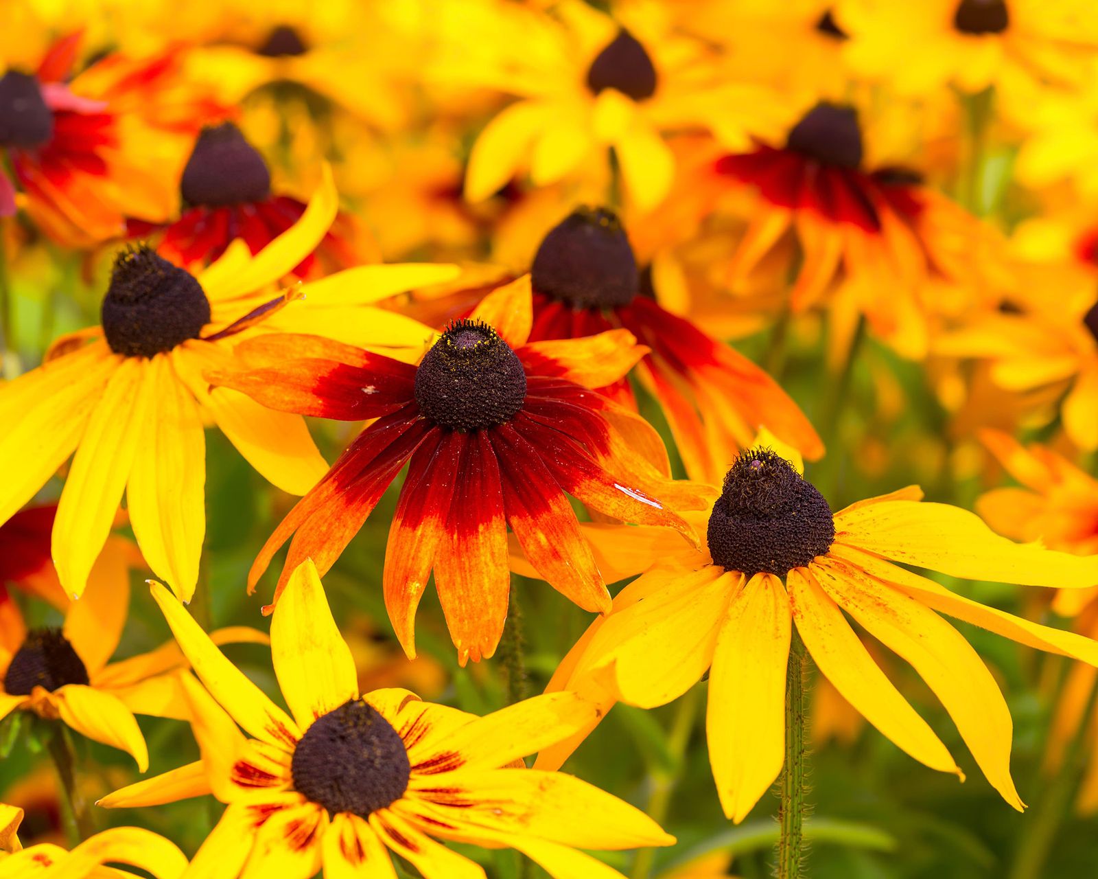 What to plant in August 14 flowers to sow or grow Gardeningetc