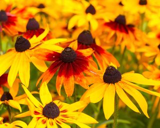 Group shot of yellow, red and orange Rudbeckia