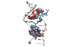 Genetic changes causing myotonic dystrophy type 2