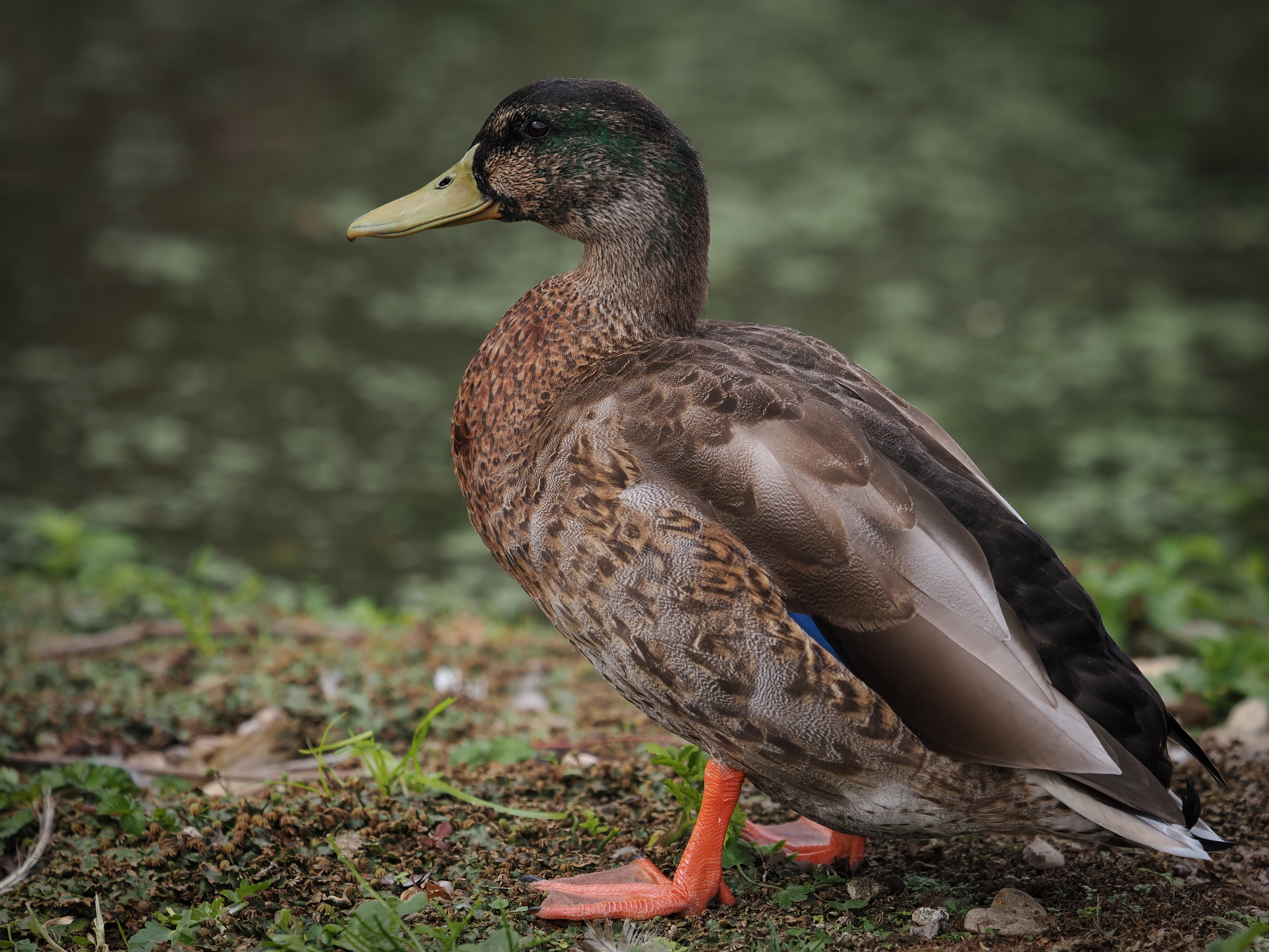 Sample birding image taken on the OM System OM-1 Mark II with the OM System M.Zuiko 50-200mm f/2.8 IS Pro