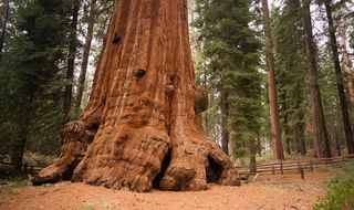 The base of a giant sequoia tree in California.