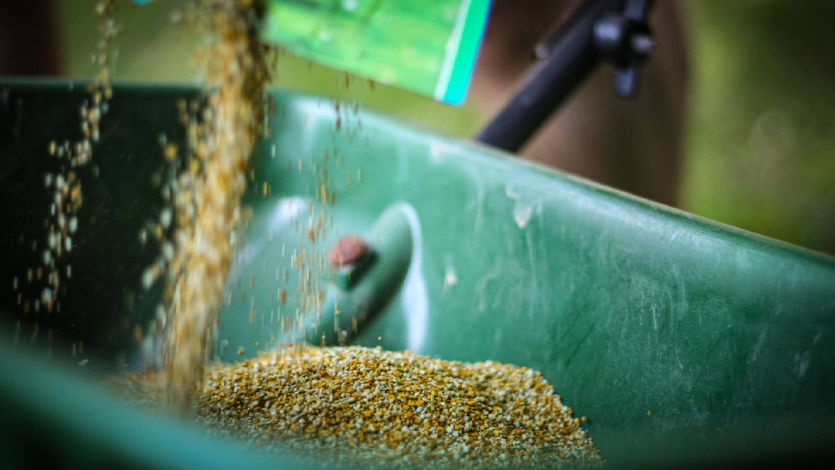 Close-up of lawn pre-emergent granules being poured from a product bag into a lawn spreader