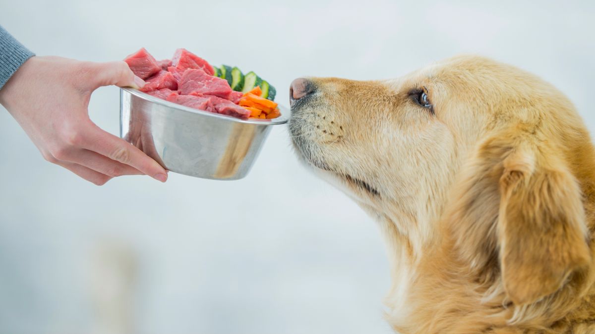 Golden retriever smelling bowl of raw food