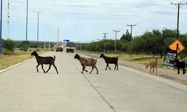 Goat crossing!