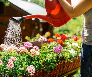 watering flowers with red watering can in late afternoon