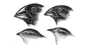 Sketches of Darwin's finches