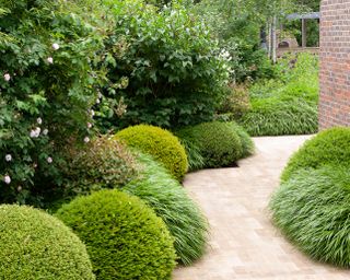 mounds of clipped evergreen shrubs creating form and rhythm along a border