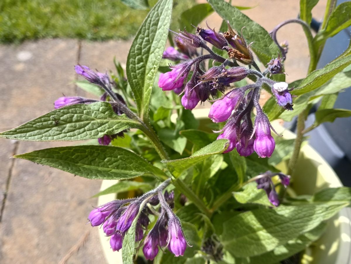 Images taken with Blackview BV9300
