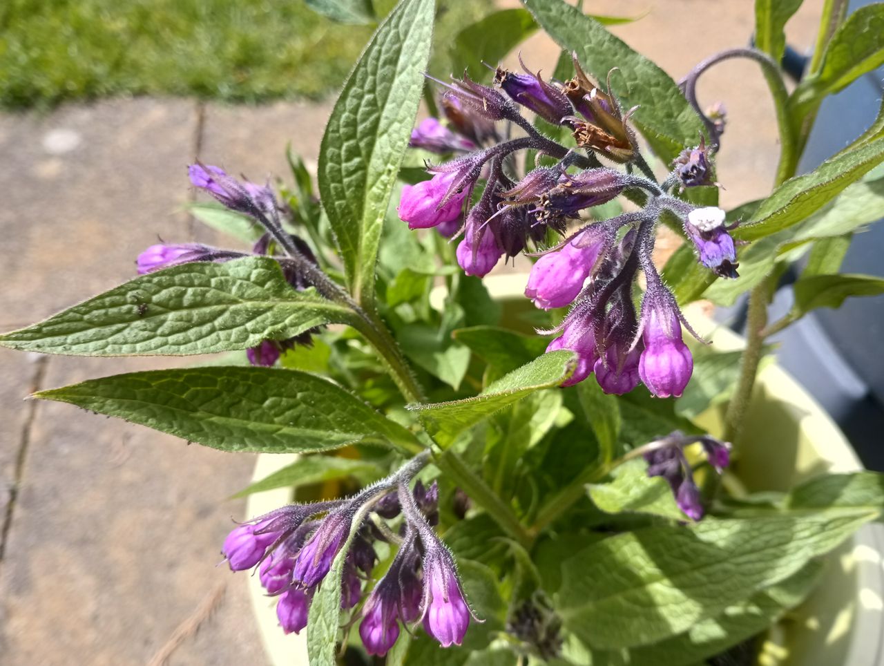 Images taken with Blackview BV9300