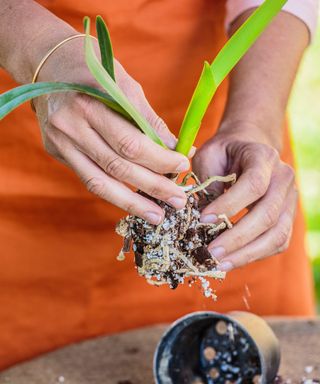 Removing orchid from the pot and cleaning off potting mix