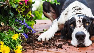 dog lying next to flowers with mud on his face