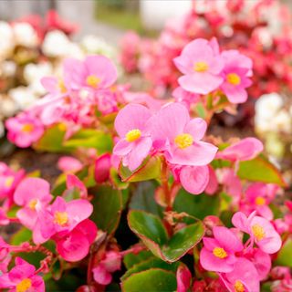 A close-up of pink begonias in full bloom