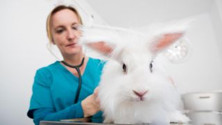 Rabbit at vet