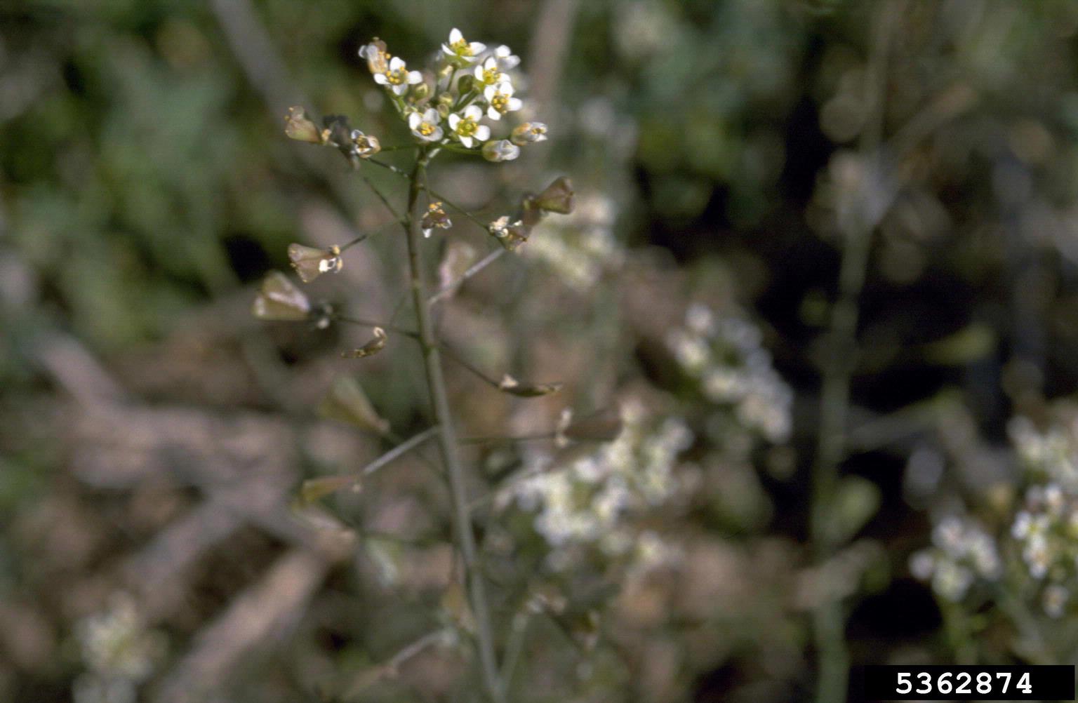 Capsella bursa-pastoris, shepherd's purse because of its triangular flat  fruits, which are purse-like, is a small annual and ruderal flowering plant  Stock Photo - Alamy