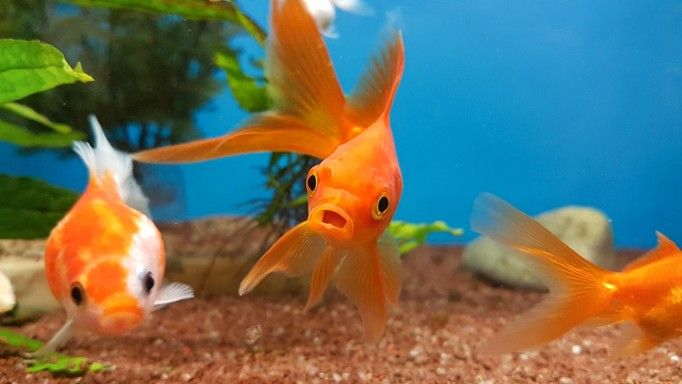 Goldfish in tank