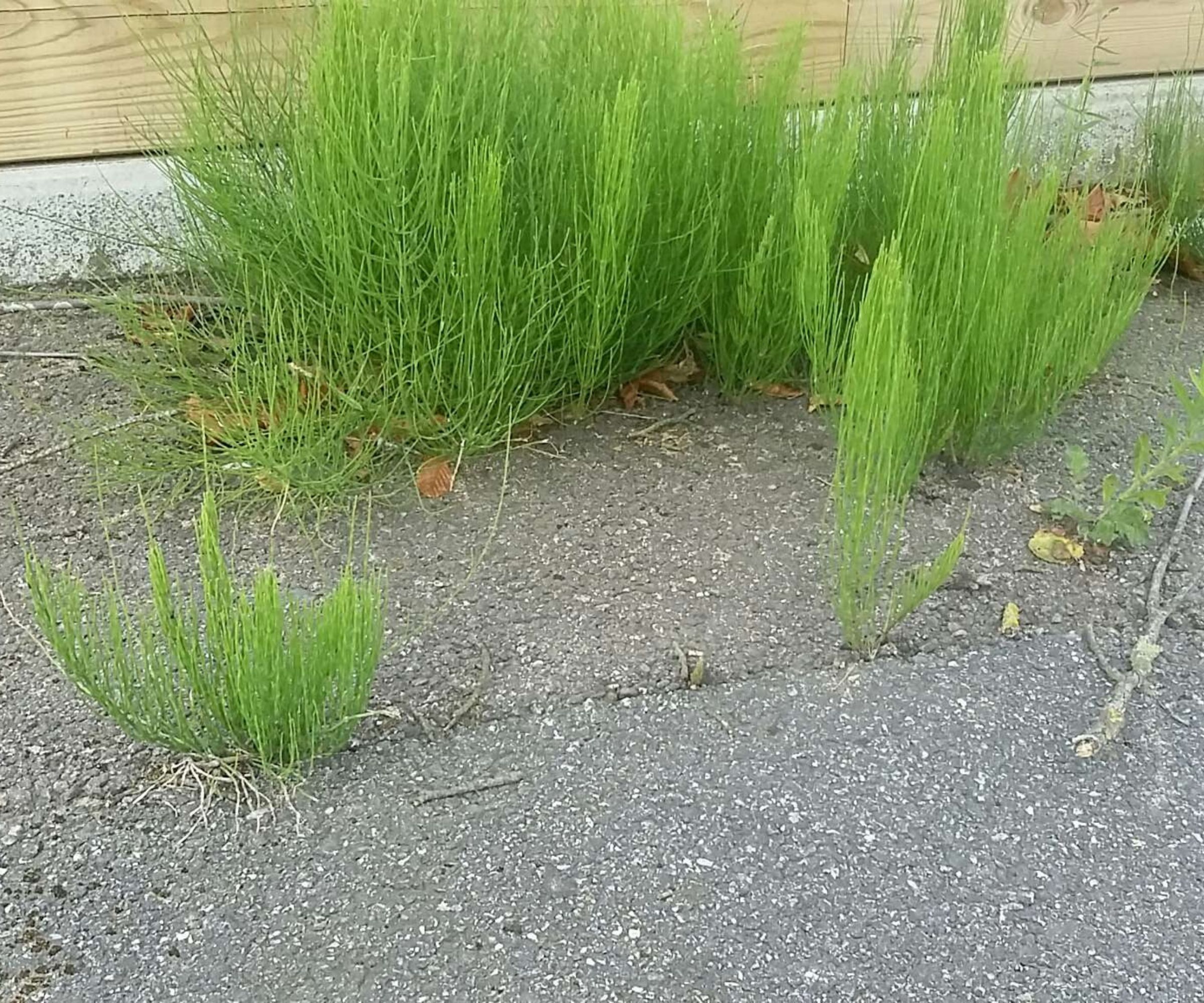 Horsetail weeds growing through a tarmac drive