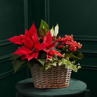 Poinsettia in a basket