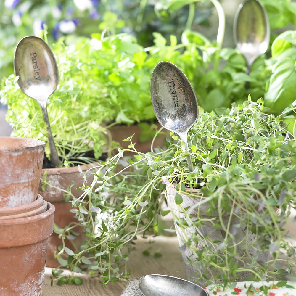 Where can I buy seeds online? The best places to buy seeds for flowers