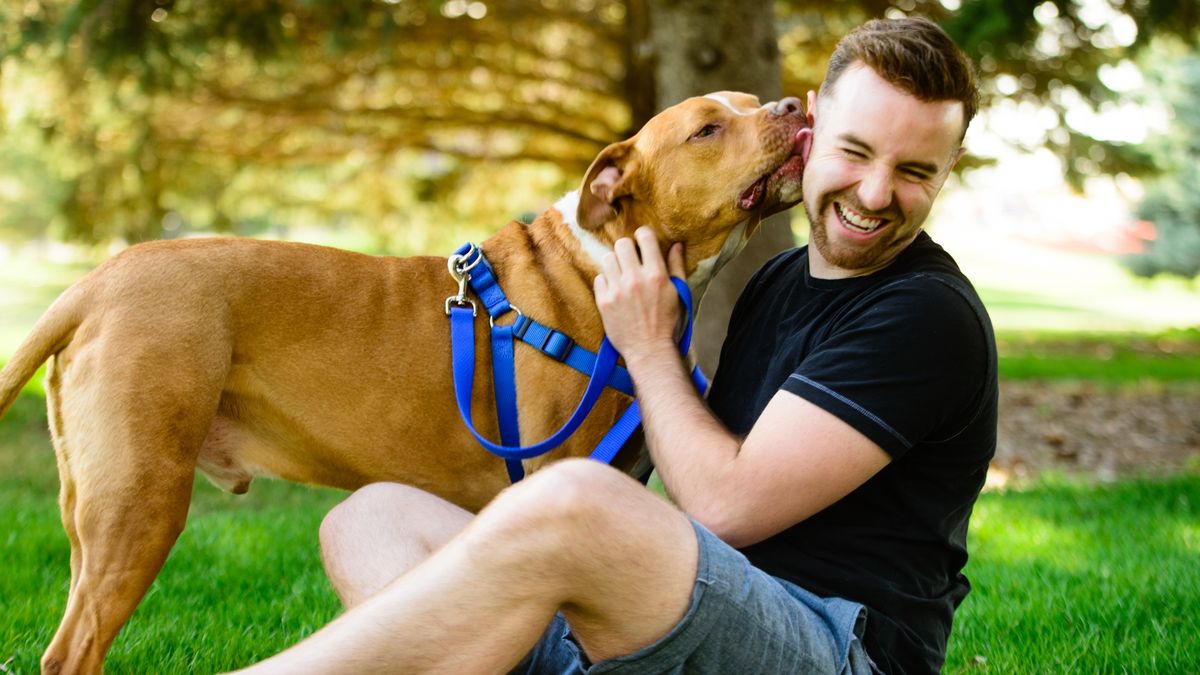 Man laughing as he gets kiss from his Pit Bull in the park