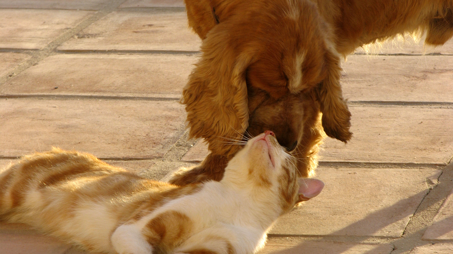 Cocker spaniel nuzzling cat