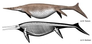 A life and skeletal illustration of the ichthyosaur.