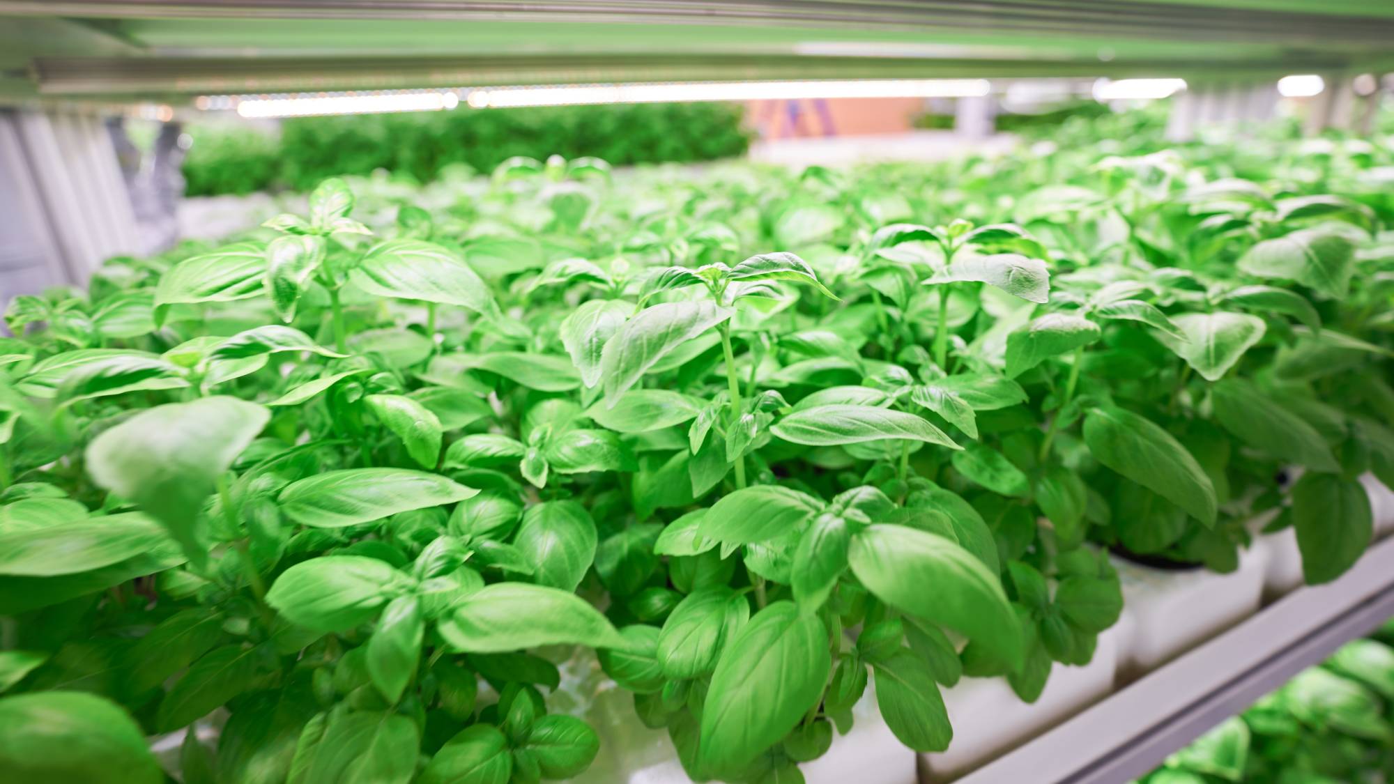 Basil growing in a hydroponic setup