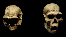 Homo georgicus. On the left, reproduction of the skull D2282 probably of a young woman. On the right, reproduction of the skull D2700 and the jaw D2735 corresponding to a male. Lower Pleistocene. Found in Dmanisi (Georgia).