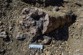 Conifer trunk fossil recovered from the onset of the end-Permian mass extinction in the South Taodonggou Section.