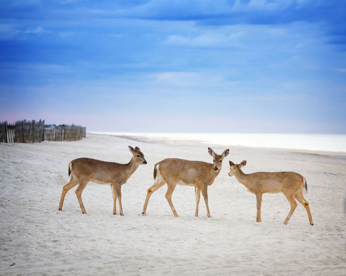 Fire Island: release date, cast, trailer, plot, more | What to Watch