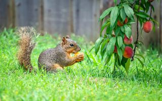 Squirrel eating a peach