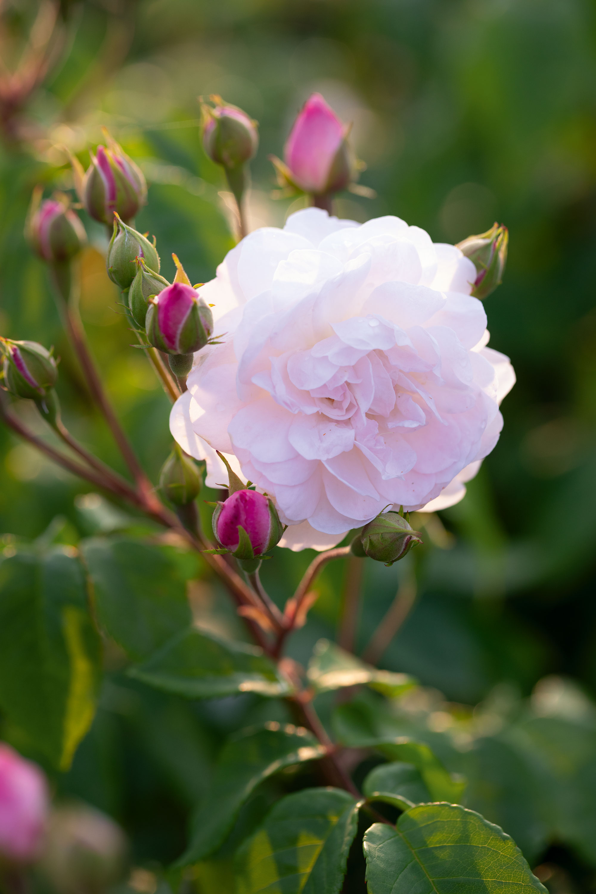 Trevor White and his roses as photographed by Richard Bloom