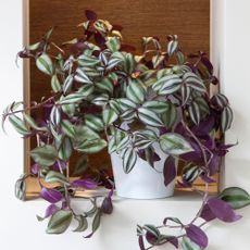 how to care for Tradescantia zebrina in white pot on shelf in contemporary home