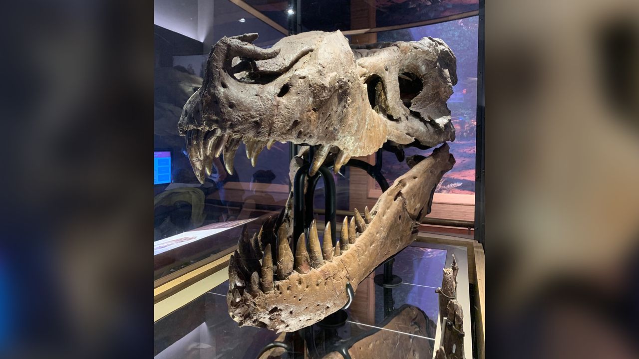 Sue the T. rex had an awful infection when she died.