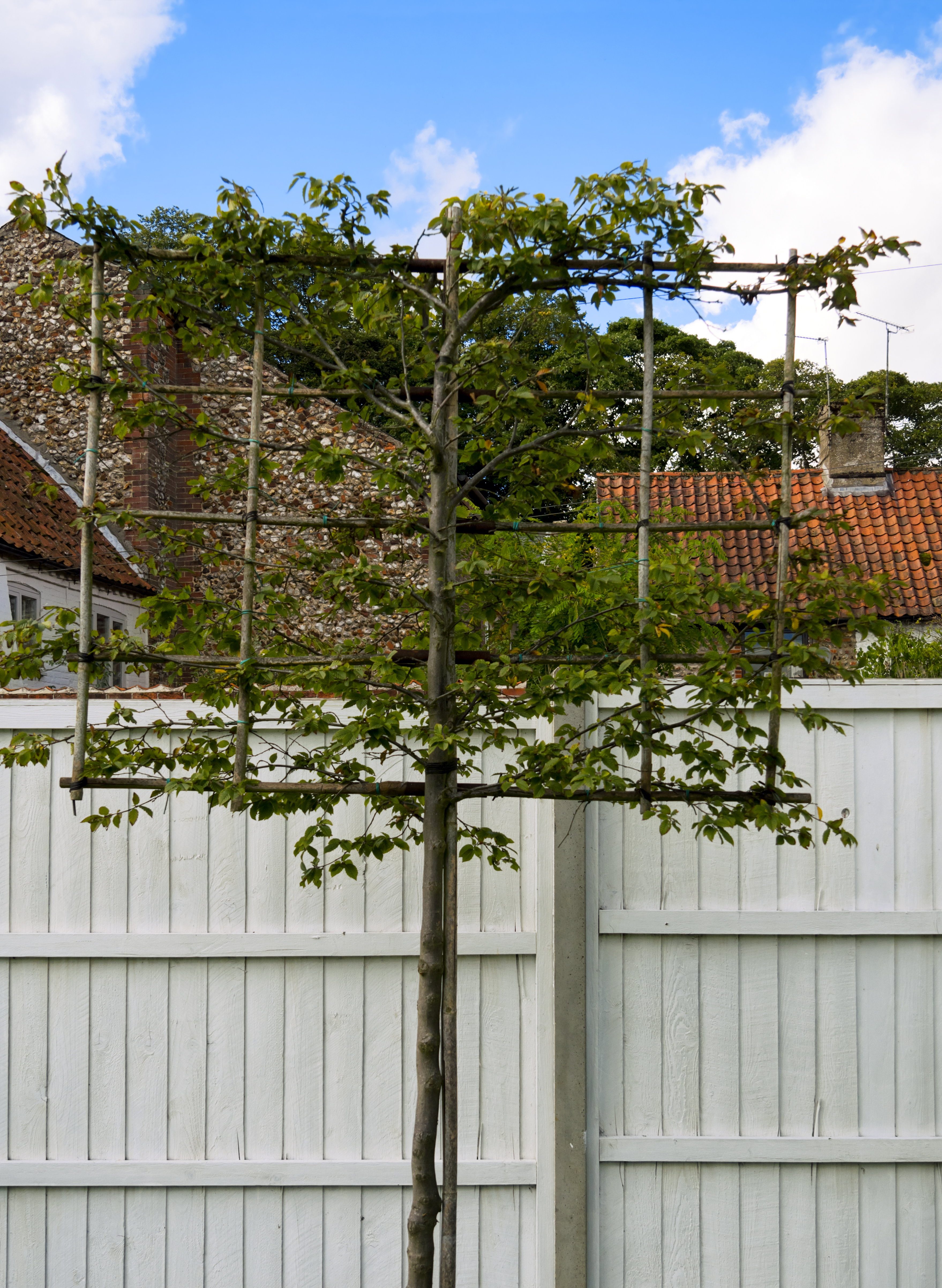 a pleached tree on a frame