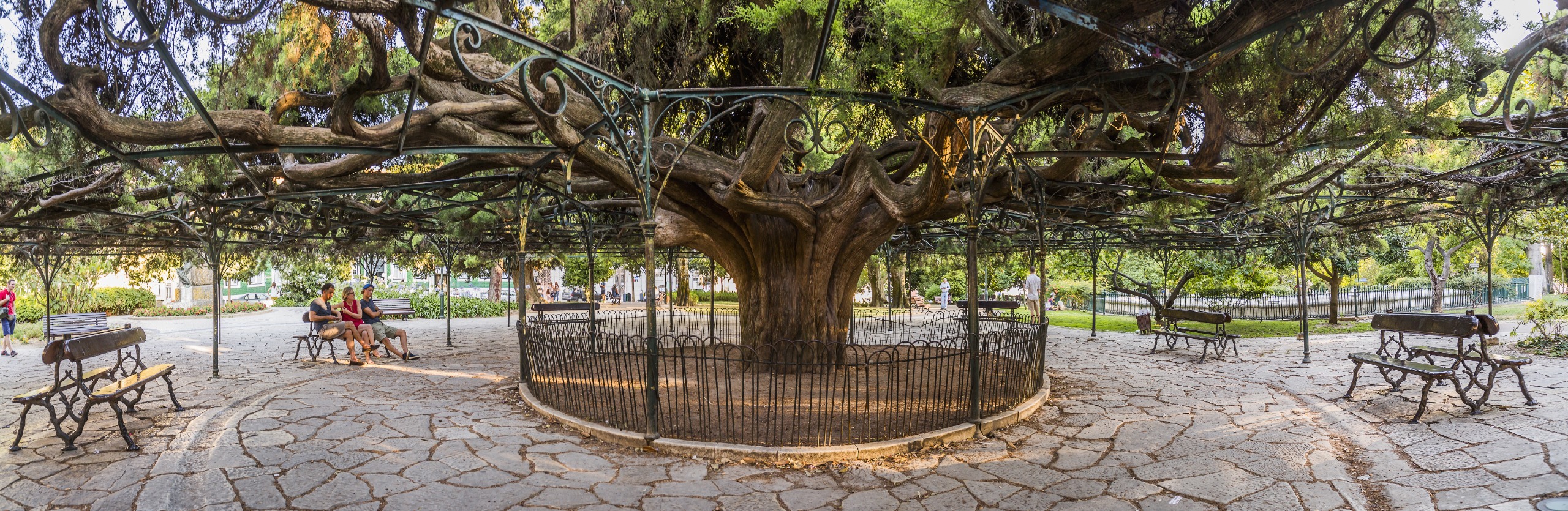 Large cedar tree supported by an iron framework
