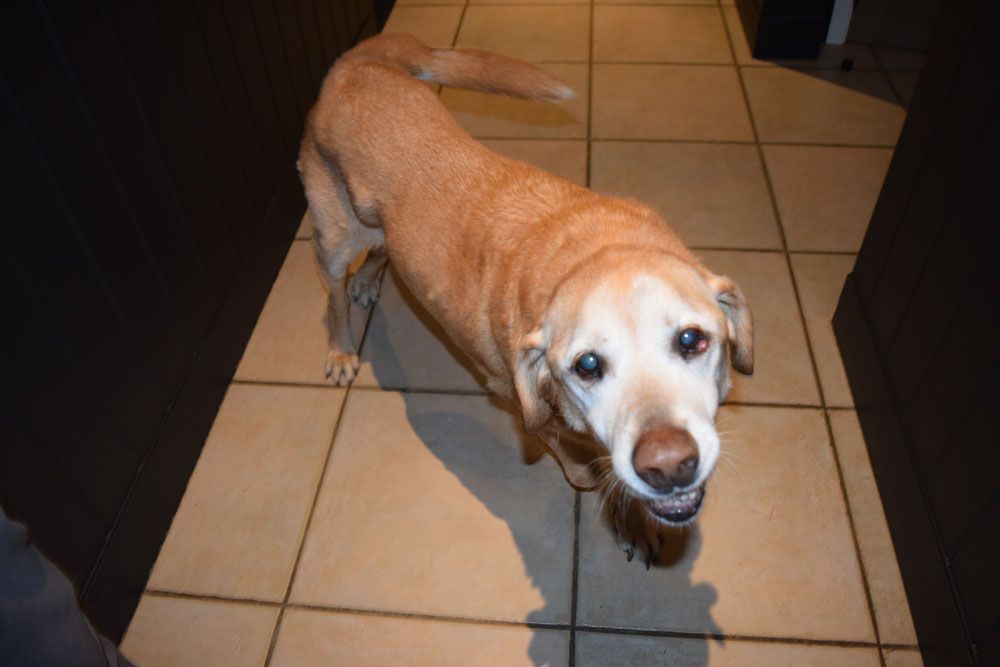 Jasper Philipsen's old but lovey Labrador, Mia