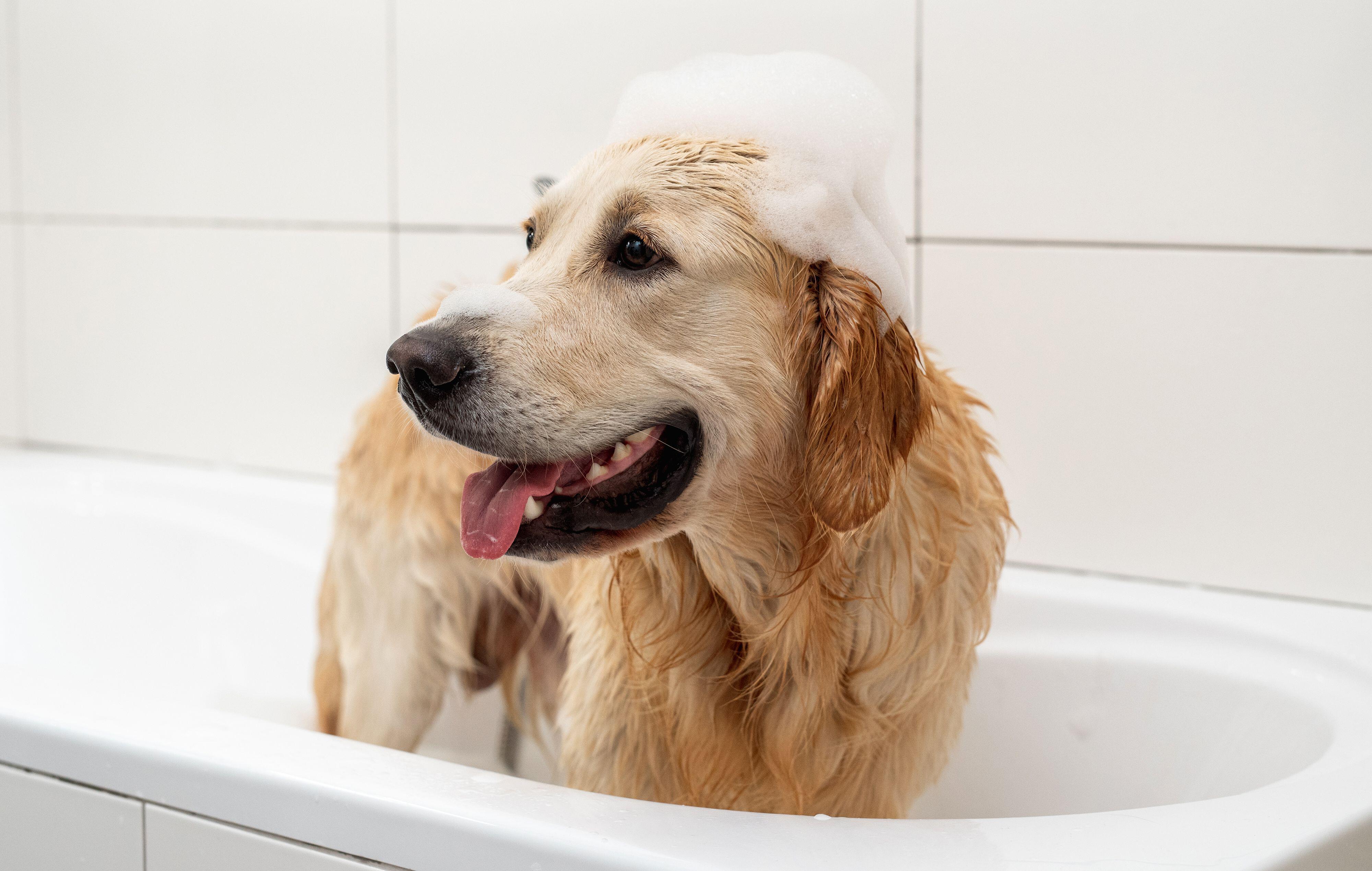 Golden retriever in bath