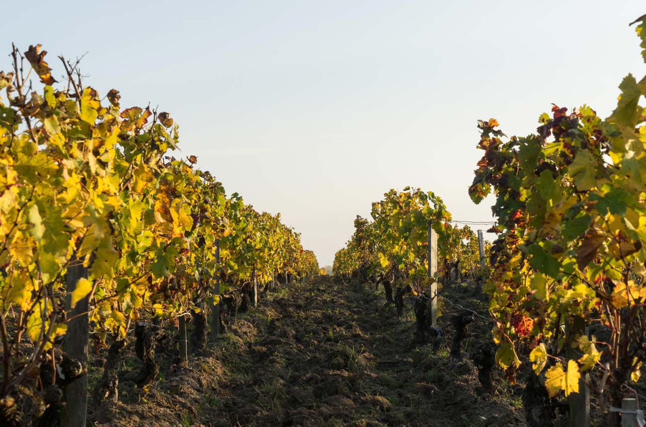Vineyards in the MEdoc