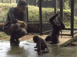 A scientist from the University of the Andes observing captive woolly monkeys as part of Colombia's wildlife reintegration program.